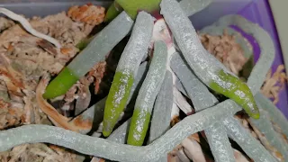 Невероятные КОРНИ !!! Особенности роста корней орхидей