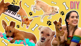 DIYs FÁCEIS E BARATOS PRA CACHORRO 2: brincadeiras divertidas | Paula Stephânia