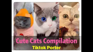 🐱Cute Cats Compilation 🐱Funniest Tiktok compilation --- Tiktok Porter