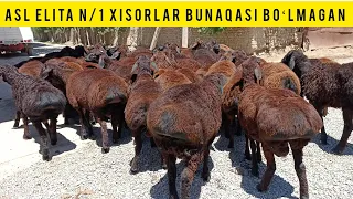 SHOSHILAMIZ N/1 XISOR QOʻZILAR KELDI SHOSHILAMIZ SONI CHEKLANGAN