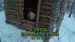 9 заезд  В поисках Умки 12 11 2017