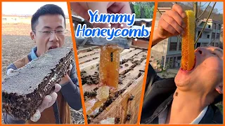 ABS Honey Bee | Amazing Eating HoneyComb Videos | Honey Bee Harvesting 🎖️54