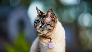 Lynx Point Siamese Cat | Facts, Brief History & Everything You Need To Know