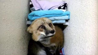 Loki the Red Fox wants the tag from bracket in the bathroom