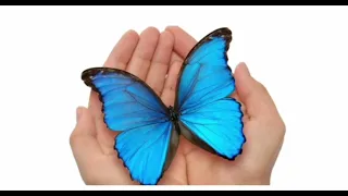 A borboleta azul