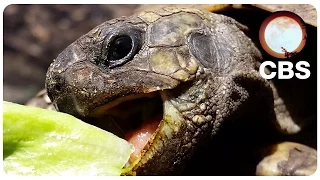 Turtle eats Salad from Pizza Pie - Chaotic Bash Studios