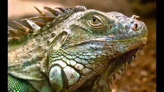 iguana için teraryum nasıl yapılır