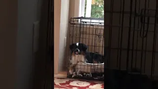 Mini Aussie Isn't a Fan of Crate Training || ViralHog