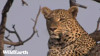 WildEarth - Sunset Safari - 06 Sep 2022