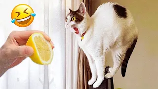Funniest Animals 😄 New Funny Cats and Dogs Videos 2024 😹🐶 #73