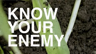 Rootworm Week: Episode 3- Best Techniques for Uncovering the Rootworm