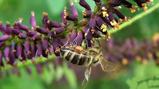 Аморфа кустарниковая (Amorpha) и другие медоносы. 01/02/2022