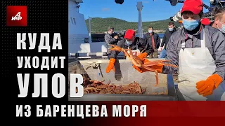 Дорогой дешевый краб. Куда уходит улов из Баренцева моря