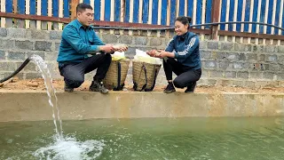 Harvest chayote, go to the market to sell and buy more fish to put in the pond | Dang Thi Mui