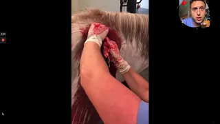 Horse Splinter Removal