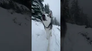 Cool Husky Dog 💯#shorts