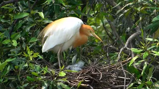 Cattle Egret   4K Digiscope with Kowa TSN 99A + Sony RX100 VA