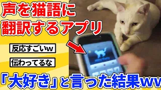 【2ch動物スレ総集編】人間の言葉を猫語に翻訳するアプリで「大好き」と言った結果ｗｗｗｗｗ