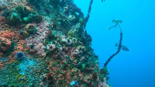 Scuba dive the Rock Garden of Point Lobos, Monterey, California