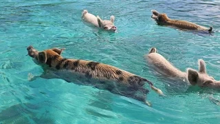 The Swimming Pigs - Wildlife of the Exumas - Visual Vibes by TravAgSta!