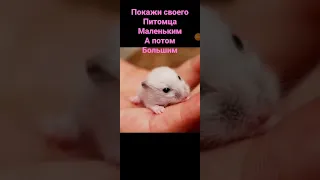 этот хомячок уже умер😥😥😥😣