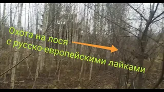 Охота на лося с русско-европейскими лайками # 2 | Moose hunting with Russian-European huskies # 2