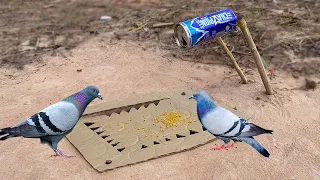 Easy DIY Bird Trap - Creative Pigeon Trap Using Cardboard Box Work 100%