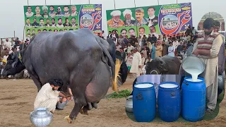 Buffalo Milk Competition 30.160 Kg Milk Record at Jehangir Faislabad  بھینس دودھ میلہ جہاانگیر