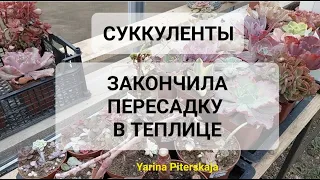 Суккуленты.  Закончила пересадку в теплице.