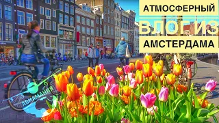 Амстердам весной | Тюльпаны | Фастфуд | #Авиамания влог по Амстердаму