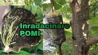 Cum fortam inradacinarea pomilor fructiferi Exemplu la un cires Gherghe