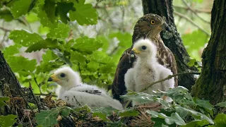Oh, they grow up so fast – Honey buzzard chicks in nest