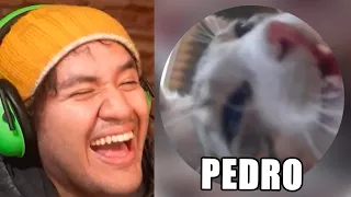 TIKTOKS tan XD que REVIVIRAN a PEDRO PEDRO PEDRO 🦝