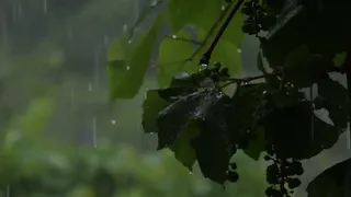 Rainy Forest Sounds for Sleeping, Meditation and Study 3 Hours White Noise Gentle Rain