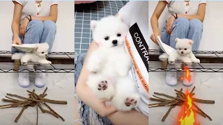 Funny and Cute Pomeranian Videos 🐶😍 Cutest Animals | Cutest Puppies #52