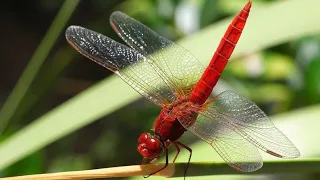 sky hunters the world  of the dragonfly,