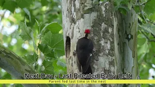 Pileated Woodpeckers - preparing, raising, and feeding their new offspring