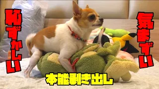 【閲覧注意】激し過ぎて困っちゃう、目の前でされると気まずい空気に・・・【犬】【チワワ】