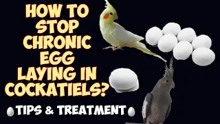 How to stop Chronic egg laying in Cockatiels #cockatiel #parrot #howtotreat #cockatiel #bird