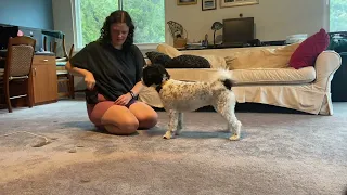 Bunny’s AKC Trick Dog Intermediate Submission