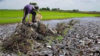 OMG! Unbelievable this fishing - Amazing Catching  A lot Monster Catfish After Rain