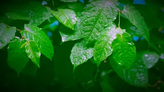 暁のダンス　宗次郎作曲　pochee オカリナ演奏　　概要欄御一読下さい　#japan #ocarina #sojiro #オカリナ #宗次郎 #日本