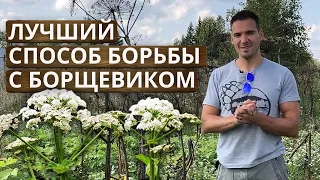 Как избавиться от борщевика НАВСЕГДА? | Борьба с борщевиком: личный опыт на 12 Га