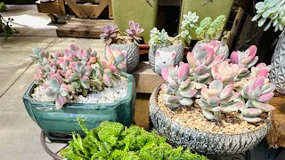 Succulent garden 6/5/23