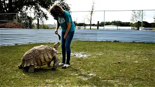 Feeding Jamie aka J' Normous The Sulcata Tortoise Cactus