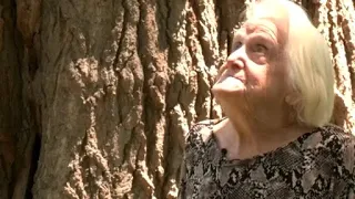 Owner of Twin Cities' largest tree prepares to move to retirement home