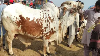 Hashim Aj Phr Mandi Main Heavy Janwar Lay Aya | Multan Cow Mandi | | SS Tv |