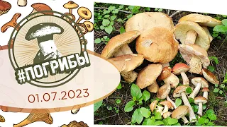 Белые грибы наступают - Сезон 2023 | #ПоГрибы в Подмосковье 01 июля 2023