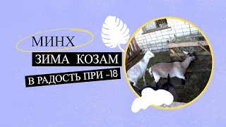 Зима козам в радость при -18