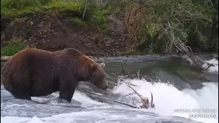 Katmai Brooks Falls Cam. Bear 503 moves away, when bear 747 arrives. 09. 20.2023. Explore.org